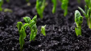植物生长在<strong>萌</strong>芽期，<strong>萌</strong>发新生的绿色植物农业